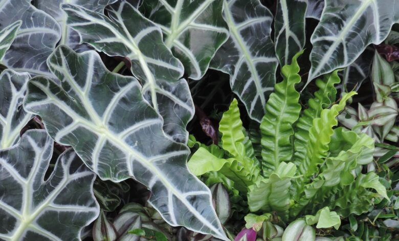 Alice Coetzee - 28-10-2022 -gardening - indoor plants photo 1