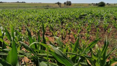 Gauteng smallhold farm