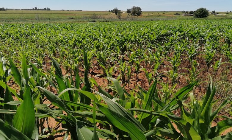 Gauteng smallhold farm