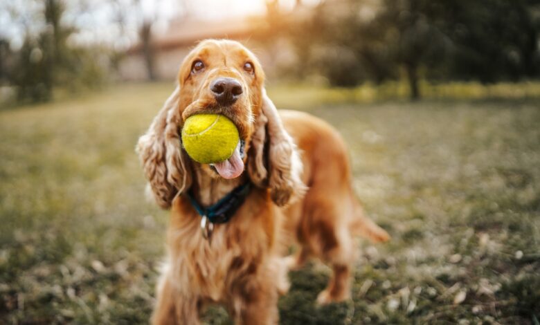 Playful dog