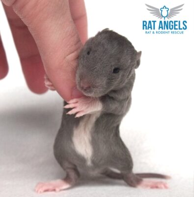 Rat ANgels