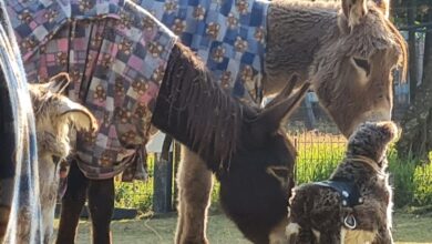 Rest ur ass donkey sanc