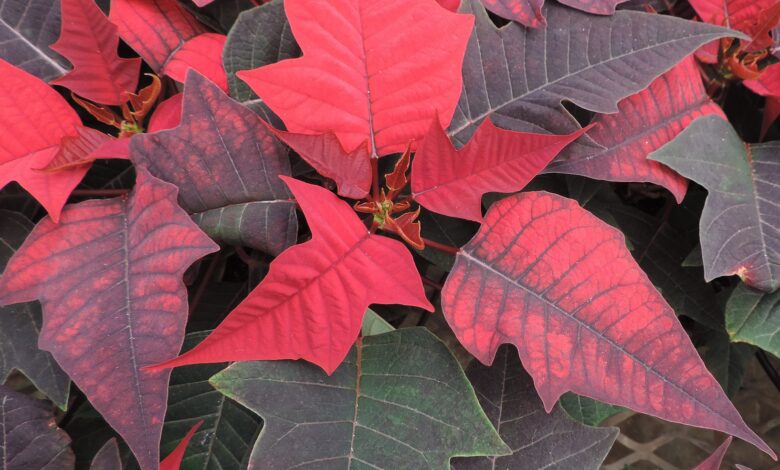Alice Coetzee 16-12-2022-gardening-indoor plants photo 1