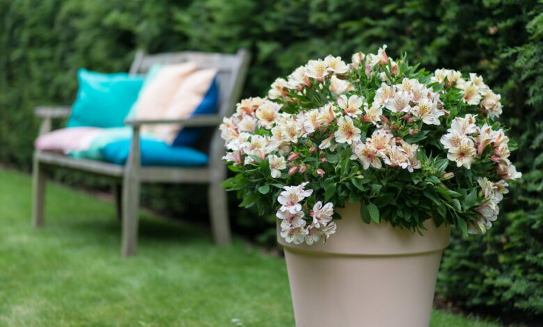 Alice Coetzee -06-01-2023 - gardening - trend- photo 1