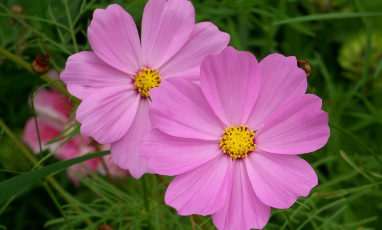 Alice Coetzee -13-01-2023 -gardening- grow your own - photo 3