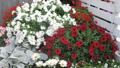 Alice Coetzee - 27-01-2023 0 gardening- white garden photo5 (Medium)
