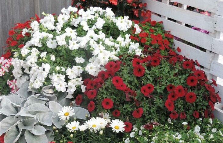 Alice Coetzee - 27-01-2023 0 gardening- white garden photo5 (Medium)