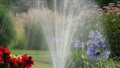 Alice Coetzee - 03-02-2023 - gardening - February garden tips Photo 1 (Medium)
