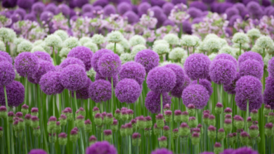 LNN Featured Image_1 (7)