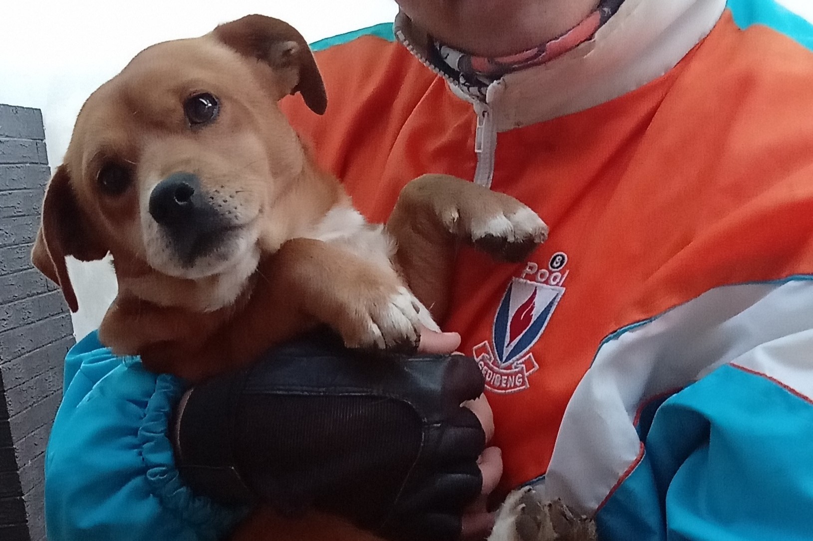 Aan wie behoort die oulike woef? | Vaalweekblad