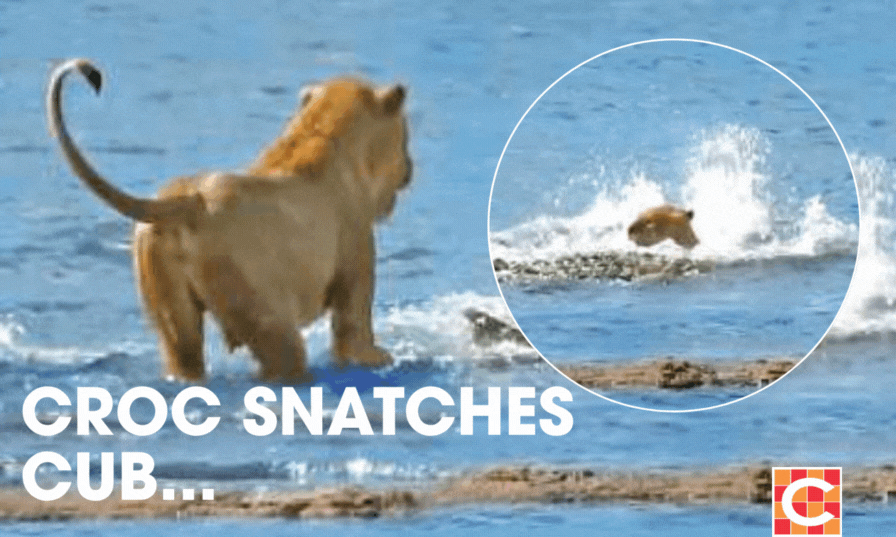Lioness watches cub