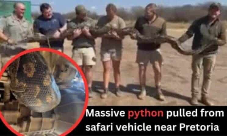 Watch: Python stuns safari staff in surprise under-car hideout near ...