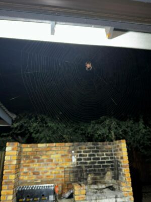 Charlotte’s web in lewende lywe