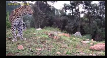 Leopard