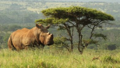 Rhino on Reserve