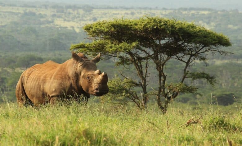 Rhino on Reserve