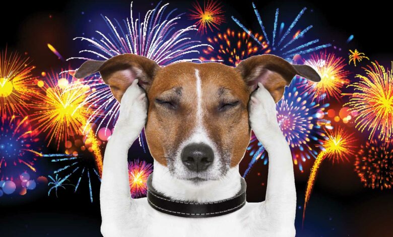 dog-fireworks