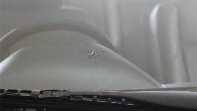 Typesofwindshield_86312