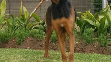 SAPSdogs(1)_28497