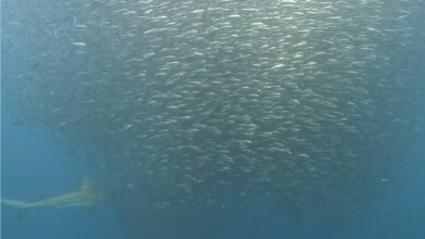 Sardines