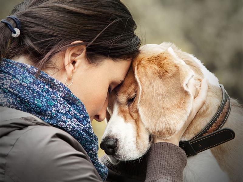 The first 3 days, 3 weeks, and 3 months after adoption are critical. Learn how this simple rule can ease the transition for both you and your dog.