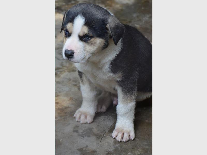 Nigel SPCA has these furry friends ready to go their forever home.