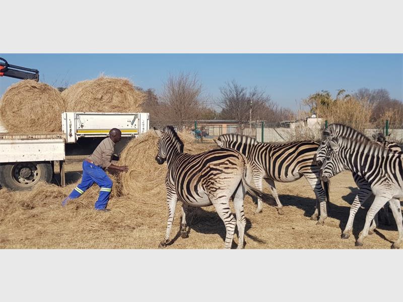 As flames destroyed part of the zebra camp, Nigel residents jumped into action, proving once again that community makes all the difference.