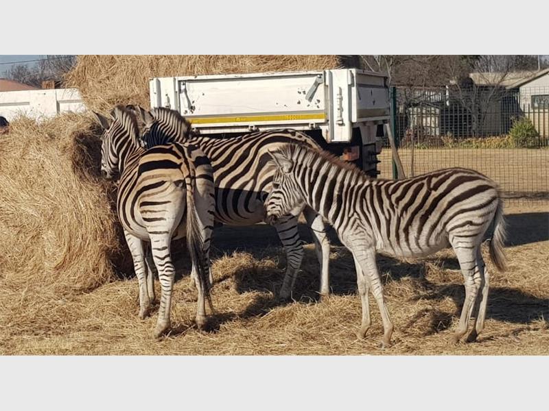 Die Nigel Wildreservaat kan uitsien na nog ‘n familie-lid. Een van die mamma-zebras is dragtig en dit lyk asof die baba binnekort sy verskyning gaan maak.