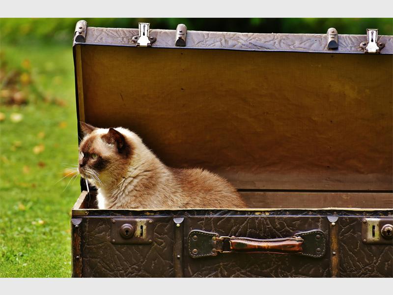 Zoetis South Africa shares their advice for having a calm kitty during a vet visit.