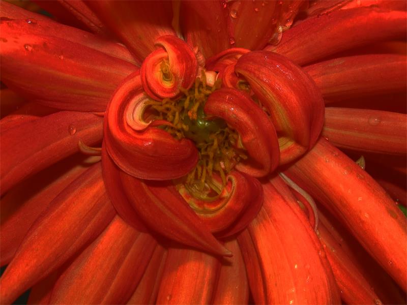 Fotograaf Marissa Enslin gee praktiese wenke oor hoe om makro fotografie ten volle aan te wend.