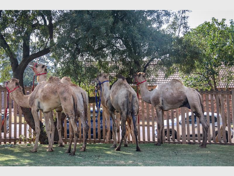 Alhoewel die tradisionele kameelresies gekanselleer is, het alternatiewe pret en musiek die feesgangers laat glimlag.