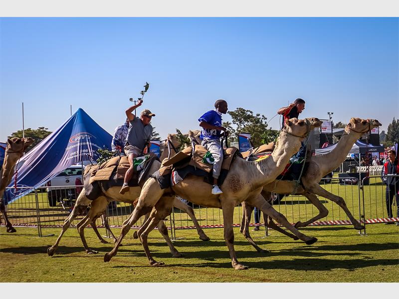 Met ’n optog, stalletjies, topkunstenaars en die ikoniese kameelresies, is die KameelFees een van Heidelberg se grootste hoogtepunte van die jaar.
