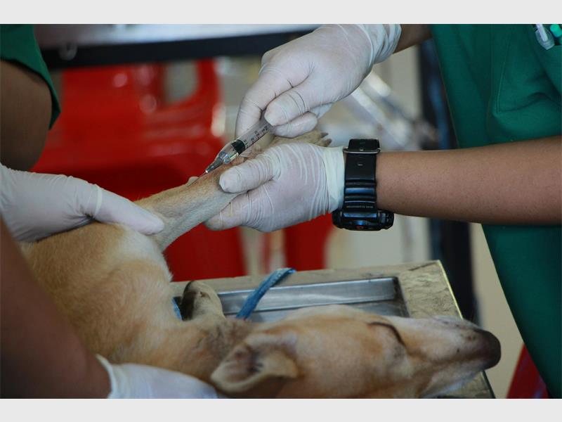 The Department of Agriculture sounds the alarm after rising infections in dogs and Cape fur seals, with KZN, Eastern Cape and Limpopo recording human deaths this year.