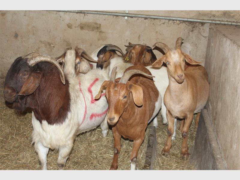 Traditionally, as the festive season approaches, many families across the country are preparing to observe their social and religious traditions with animal slaughter, an important practice that marks the end of the year and the beginning of a new one.