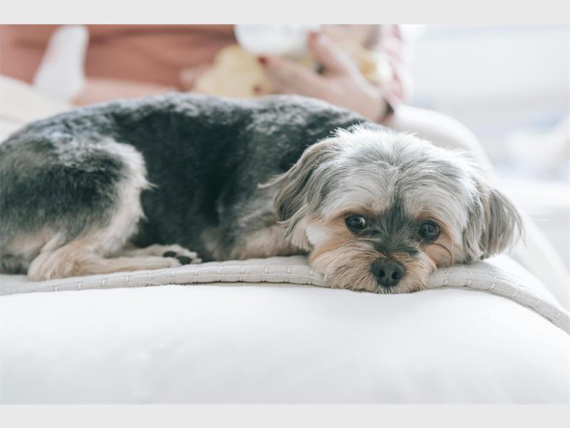 When caught early and treated with monitoring, insulin injections, diet and exercise, your diabetic pet can live a long and healthy life.