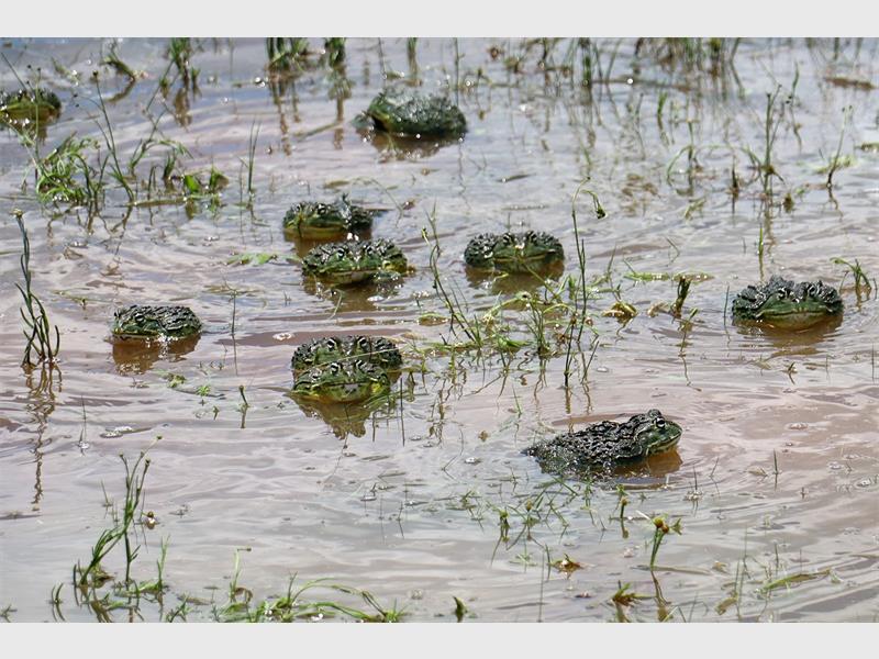 Heidelberg received an exciting natural surprise on December 8 as African Bullfrogs, Africa's largest frog species returned to several parts of town. Residents are urged to keep their distance and drive carefully as these amphibians enter their sensitive breeding season.
