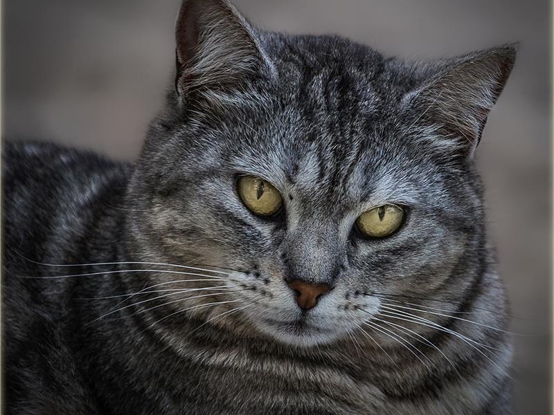 Persone wat meer inligting oor die klub wil bekom kan Dawie de Villiers by 084 600 5765 kontak.