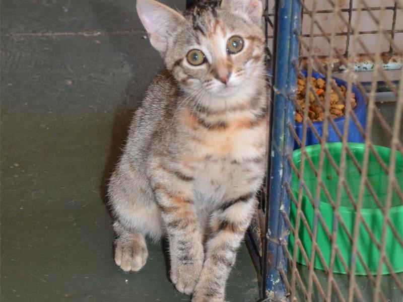 The Nigel SPCA is calling on residents to adopt dogs and cats currently awaiting homes, outlining a responsible adoption process for community members who are interested in giving an animal a second chance