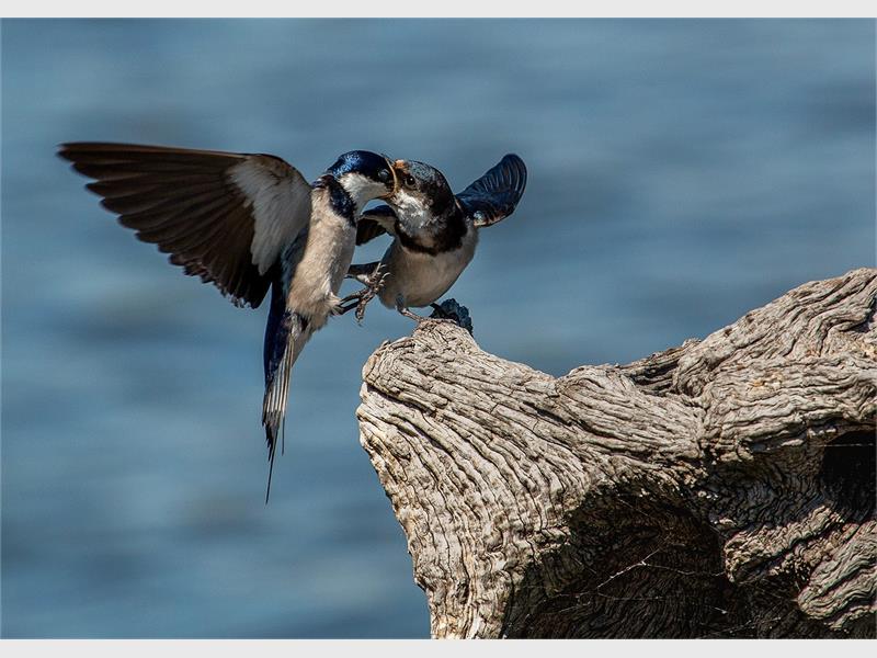 Meer as 50 foto’s is beoordeel toe Heigel Fotoklub hul nuwe jaar met sterk deelname, nuwe planne en kreatiewe inspirasie afgeskop het.