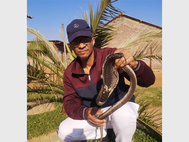 The rising temperatures are forcing snakes into backyards and homes in Nigel and Heidelberg. Local snake catcher Levi Willard shares his experience and safety tips after a snake was recently found in Alra Park.