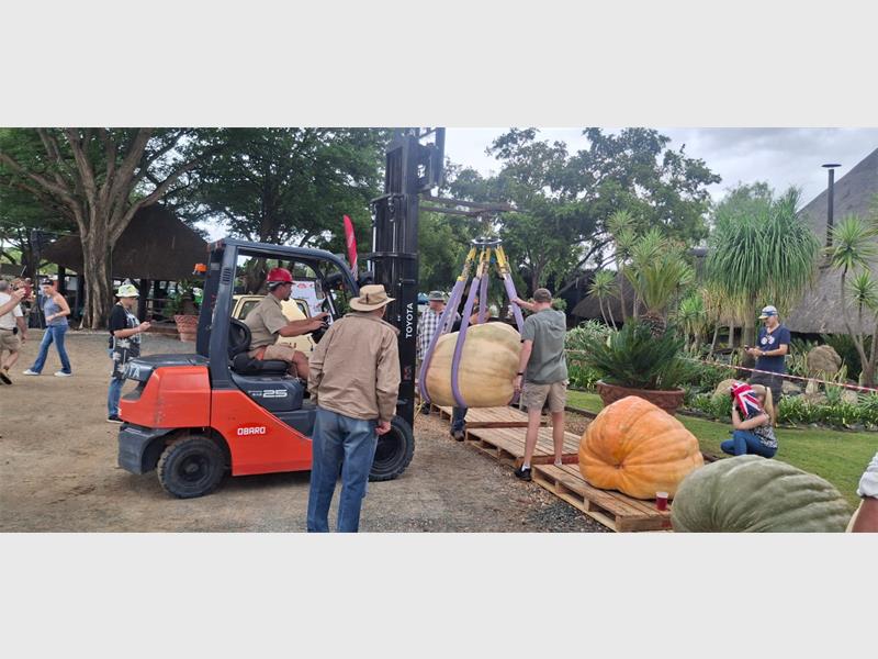 Die Heidelbergers se euspampoene het die skale laat kreun by die Goliat van Gat Pampoenfees.
