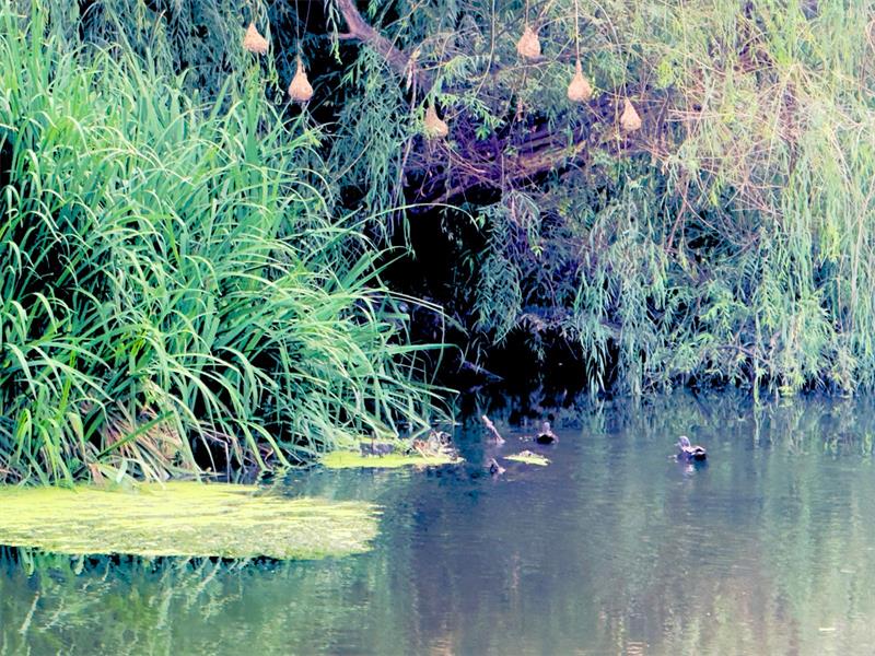 Heidelberg residents are expressing concern after raw sewage was spotted flowing into the Blesbokspruit, threatening the river’s natural beauty, local wildlife, and public health.