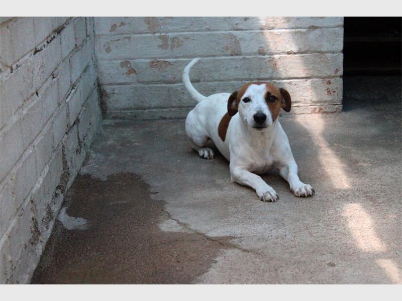 The Heidelberg SPCA is appealing to local residents to provide loving homes for dogs currently in its care. Community members are encouraged to get in touch and make a difference through adoption.