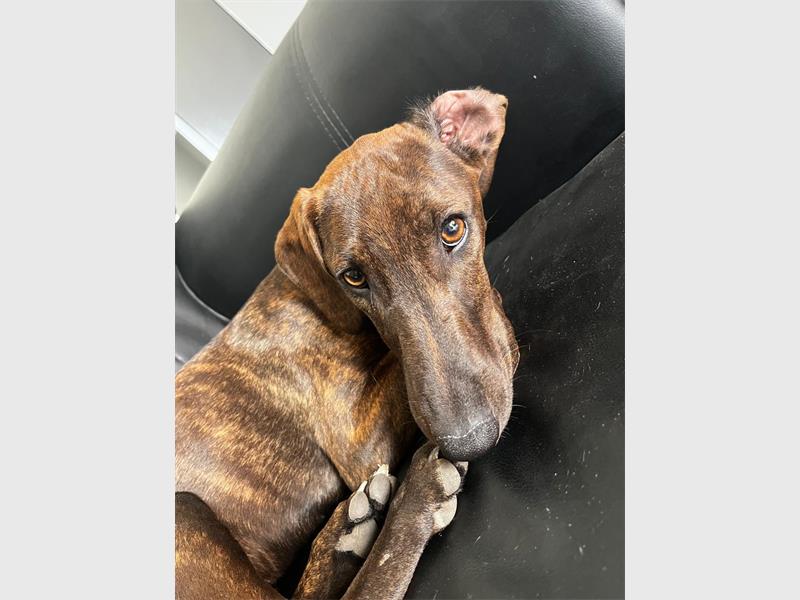 Nigel Animal Rescue is appealing to the community to help find a safe and loving forever home for Lulu, a playful and affectionate nine-month-old puppy who gets along well with children and other dogs.