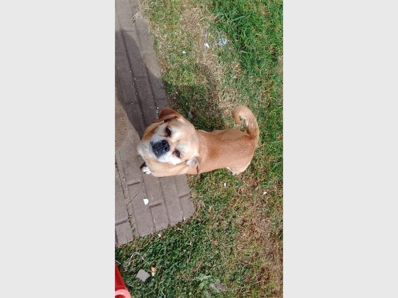 Nigel Animal Rescue is calling on residents to help find a peaceful and loving home for Violet, who would thrive as the only pet in a caring household.