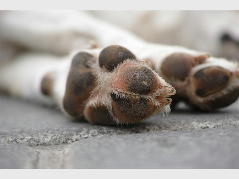 A beloved family pet died after an alleged poisoning incident in Rensburg on June 19, prompting renewed calls for residents to remain vigilant and report suspicious activity.
