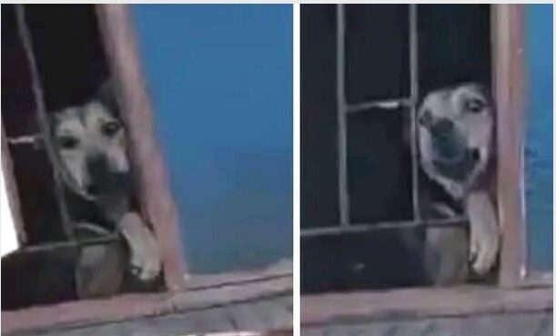 A concerned neighbour's report of a foul smell led Ratanda SAPS and SPCA Heidelberg to a locked house, where they found a frightened dog trapped inside a bathroom for several days. The animal is now safe and recovering in the SPCA's care.