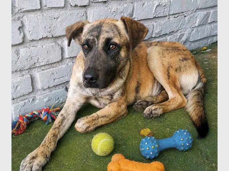 The Heidelberg SPCA is urging residents to open their hearts and homes to animals waiting for adoption. With many vulnerable animals relying on community support, the organisation is calling on residents to help provide them with the love and care they deserve.