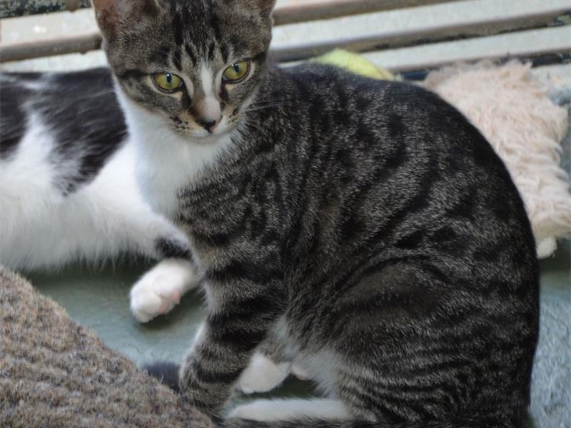 The Nigel SPCA is calling on compassionate residents to give cats and dogs a second chance by adopting a pet in need. The organisation says every adoption helps save lives by creating space for more rescued animals.