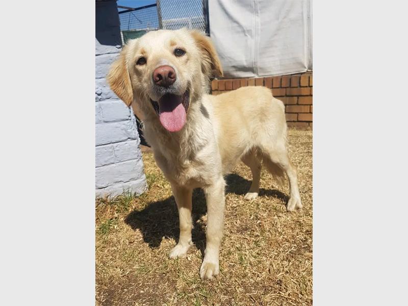 The Heidelberg SPCA is calling on residents to consider adoption and give cats and dogs in its care a second chance at a loving and permanent home. Interested residents can contact the SPCA on 016 342 4114 or email officeadmin@heidelbergspca.co.za